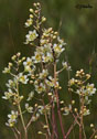 Zigadenus elegans